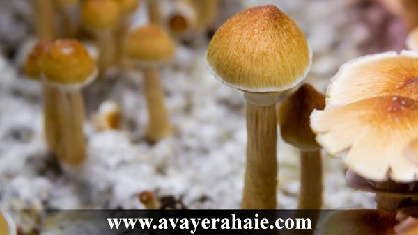 قارچ جادویی ماشروم چیست؟ عوارض و علائم اعتیاد به قارچ های توهم زا